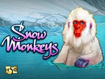 Snow Monkeys